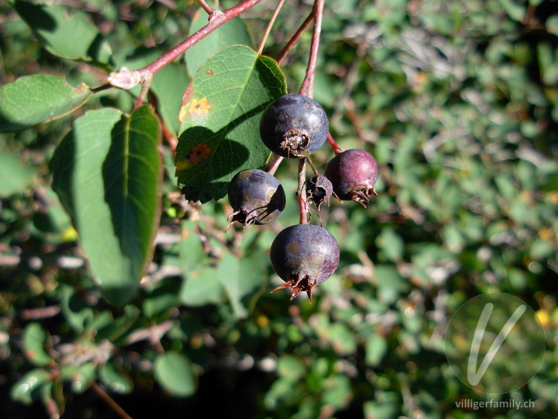 Gewöhnliche Rauschbeere: Übersicht